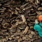 Χαλκιδική: 79χρονος καταπλακώθηκε από κορμό δέντρου προσπαθώντας να κόψει ξύλα