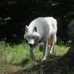 Καλλιστώ: Οι άνθρωποι δεν κινδυνεύουν από τους λύκους στο Πανόραμα