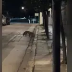 Μια… αλεπού στο Μέγαρο Μαξίμου (Βίντεο)