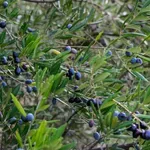 Αχαΐα: Άγνωστοι μπήκαν σε ξένο χωράφι και μάζεψαν 500 κιλά ελιές