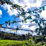 Αίθριος ο καιρός για τα Κούλουμα – Λίγες βροχές σε Κυκλάδες και Κρήτη, σε κανονικά επίπεδα η θερμοκρασία