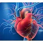 Υγεία: Οι άνδρες εμφανίζουν καρδιαγγειακές παθήσεις πολλά χρόνια πριν από τις γυναίκες