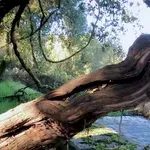 Το Κλήμα του Παυσανία: Το ζωντανό μυστήριο 3.000 ετών στην καρδιά της Πελοποννήσου (Βίντεο)