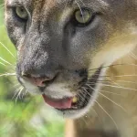 ΗΠΑ: Μια γυναίκα έχασε τη ζωή της μετά τη φερόμενη επίθεση ενός κούγκαρ