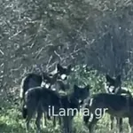 Τρόμος στη Λαμία: Αγέλη λύκων ψάχνει τροφή κατοικημένη περιοχή