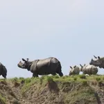 Ινδία: Μηδενικές λαθροθηρίες στο Άσαμ και σπάνιες επανεμφανίσεις ζώων μετά από 35 χρόνια