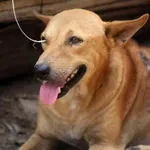 Θεσσαλονίκη: Σκύλος έτρεχε δεμένος δίπλα σε αυτοκίνητο – Χειροπέδες σε 67χρονο