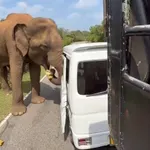 Σρι Λάνκα: Ελέφαντας επιτέθηκε σε mini bus με Ρώσους τουρίστες – Ξήλωσε πόρτα… ψάχνοντας για φρούτα