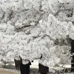 Στα «λευκά» ντύθηκε η Πάρνηθα – Εντυπωσιακές εικόνες (Βίντεο)