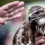 ΗΠΑ: Βρέθηκε στη φυλακή επειδή πήγε να μεθύσει ένα… πουλί