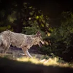 Επίθεση λύκου στην Πάρνηθα: Συγκλονίζει η μαρτυρία του δρομέα – «Έκανα ελιγμούς, μου έσκισε τα ρούχα και με έγδαρε»