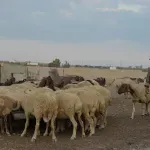 Αφθώδης πυρετός: Σε καραντίνα εκατοντάδες φάρμες στην Κύπρο –  Ενεργοποιείται εθνικό σχέδιο – Μεταφέρθηκε από κατεχόμενα ο ιός