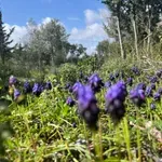 Ο καιρός έως το Σάββατο: Βροχές, χιόνια στα ορεινά και ενισχυμένοι βοριάδες – Αίθριος στην Αττική