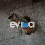 Μεγάλη ζημιά για επιχείρηση στην Εύβοια: Έκοψαν και έκλεψαν 100 μέτρα καλώδιο