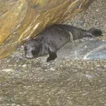 ΟΦΥΠΕΚΑ: Αριθμός – ρεκόρ γεννήσεων μεσογειακής φώκιας στις Σποράδες – Το «θαύμα» του Εθνικού Πάρκου