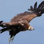 Δαδιά: Νεκροί 9 μαυρόγυπες από δηλητηριασμένα δολώματα – Έκκληση για άμεση εξιχνίαση