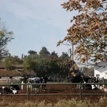 Ελληνική τυροκομία σε αδιέξοδο – Η Βρετανία περιορίζει εισαγωγές λόγω κρουσμάτων αφθώδους πυρετού (Βίντεο)