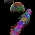 Άτλας των γονιδίων και κυττάρων της εμβρυογένεσης ενός ψαριού ζέβρα