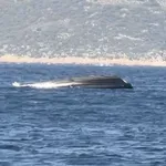 Βύθιση σκάφους FRONTEX στο Καστελόριζο – Στο νοσοκομείο η Πρέσβειρα Εσθονίας