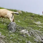 Στο «κόκκινο» η Λέσβος λόγω αφθώδους πυρετού – Έκτακτα μέτρα και απαγορεύσεις (Βίντεο)