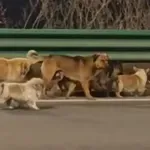 Κίνα: Η ηρωική πορεία επτά σκύλων – Δραπετεύουν από σφαγείο και επιστρέφουν στα σπίτια τους (Βίντεο)