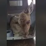 Διάσωση τυφλής ελαφίνας σε ποτάμι στη Ρόδο – Συγκινητική προσπάθεια απεγκλωβισμού (Βίντεο)