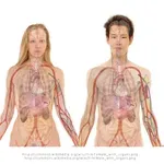 Ένας στους οκτώ κινδυνεύει από νεφρική νόσο – Τα πρώτα σιωπηλά σημάδια- Πώς κάνουμε πρόληψη