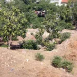 Υποχρεωτικός καθαρισμός οικοπέδων: Οι προθεσμίες και τα τσουχτερά πρόστιμα