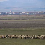 Πάργα: Σε επιτήρηση κτηνοτροφική μονάδα για πιθανό κρούσμα ευλογιάς