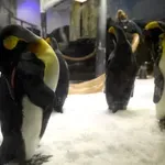 Δύσκολοι καιροί για αυτοκράτορες – Υπό απειλή εξαφάνισης το μεγαλύτερο είδος πιγκουίνου