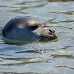 Το WWF χαιρετίζει την απόφαση προστασίας της Γυάρου