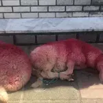 Απίστευτη κτηνωδία στην Θεσσαλονίκη: Έδεσαν πρόβατα και τα έβαψαν κόκκινα (Βίντεο)