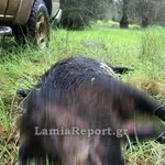 Τρόμος στην Αταλάντη: Αγριογούρουνα προκάλεσαν νέο τροχαίο ατύχημα – Σώθηκε από θαύμα ο οδηγός