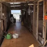 Ανακοίνωση ΕΦΕΤ για το κοτέτσι στην ταράτσα – Τι απαντά ο «CEO» ιδιοκτήτης του (Βίντεο)