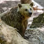 Θεσσαλονίκη: Εμφανίστηκε αρκούδα σε ορεινούς οικισμούς – Συναγερμός στο Ωραιόκαστρο