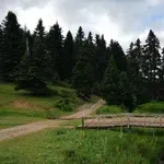 Τα ελληνικά δάση αποτελούν έναν ανεκτίμητο εθνικό θησαυρό