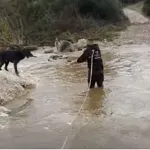 Συγκλονιστική διάσωση στη Χαλκιδική: Σκυλιά εγκλωβίστηκαν σε φουσκωμένο ποταμό (Βίντεο)