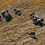Αιτωλοακαρνανία: Συνεχίζονται τα μέτρα αστυνόμευσης για την αντιμετώπιση της ευλογιάς των αιγοπροβάτων