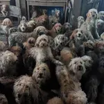 «Δεν είναι AI»: Περισσότερα από 250 σκυλιά βρέθηκαν μέσα σε σπίτι στη Βρετανία