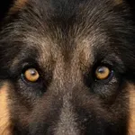 Πειραιάς: Σκύλος δάγκωσε κορίτσι 2 ετών στο κεφάλι – Στο νοσοκομείο το παιδί (Βίντεο)