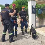 Κορινθία: Τραγικό τέλος για 82χρονο αγνοούμενο – Εντοπίστηκε χωρίς τις αισθήσεις του (Βίντεο)