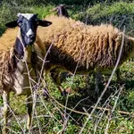 ΟΠΕΚΕΠΕ: 58 Κρητικοί στο εδώλιο για παράνομες επιδοτήσεις από βοσκοτόπια στην… Καστοριά (Βίντεο)