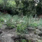 Φθιώτιδα: Προφυλακίστηκαν οι δύο συλληφθέντες για τη φυτεία με τα χιλιάδες δενδρύλλια κάνναβης
