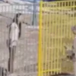 Άνω Λιόσια: Συνελήφθη μητέρα μετά τη μήνυση της νηπιαγωγού – Αναζητείται άνδρας για απειλή και σωματικές βλάβες