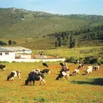 Λέσβος: Καταστράφηκε κτηνοτροφική μονάδα από πυρκαγιά – Απομακρύνθηκαν έγκαιρα τα ζώα