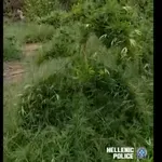 «Κηπουρός» πίσω από τα κάγκελα: Κρατούμενος είχε στήσει… φυτεία κάνναβης δίπλα στις φυλακές (Φωτό & Βίντεο)