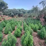 Συνελήφθη κρατούμενος στις Αγροτικές Φυλακές Αγιάς να ποτίζει φυτεία κάνναβης