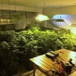 Άνω Λιόσια: Έκανε το σπίτι του «εργοστάσιο» κάνναβης – Σχεδόν 8 κιλά στα χέρια της ΕΛ.ΑΣ (Βίντεο)