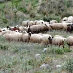 Παράνομες επιδοτήσεις: Το σκάνδαλο με τα «ανύπαρκτα» βιολογικά κοπάδια