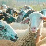 Ηλεία: Κτηνοτρόφοι αντιδρούν στους ελέγχους οροεπιτήρησης στα κοπάδια